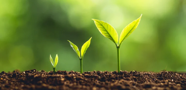 Carbon Offsetting UK: Balancing Emissions in a Changing World