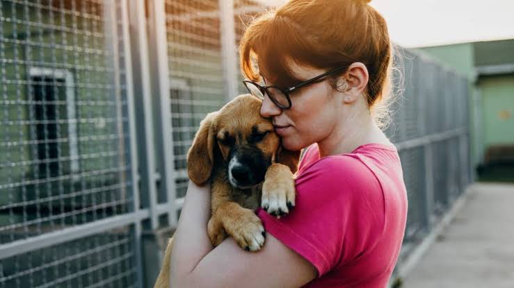 Bringing Shelters and Owners Together: The Story Behind Rescue Dog Adoption Websites